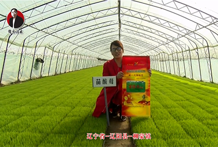 遼寧省-遼陽(yáng)縣-柳豪鎮-苗酸母