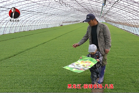 黑龍江-前鋒農場(chǎng)-八連